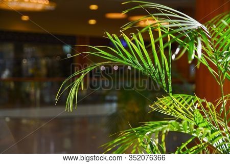 Closeup Of The Leaves Of The Palm, Chrysalidocarpus Lutescens Which Is Stands In The Mall. Leaves Ar
