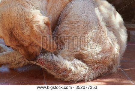 Dog Biting His Damged Tail