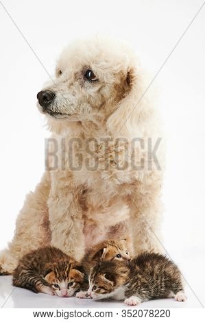 Small Kitty With Poodle Dog