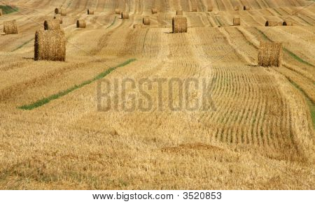 Campo dopo la raccolta