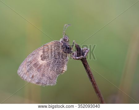 Small Heath (coenonympha Pamphilus) Butterfly Resting In Early Morning On Sunny Summer Day With Wate