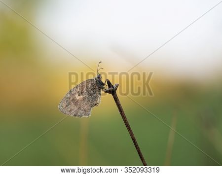 Small Heath (coenonympha Pamphilus) Butterfly Resting In Early Morning On Sunny Summer Day With Wate