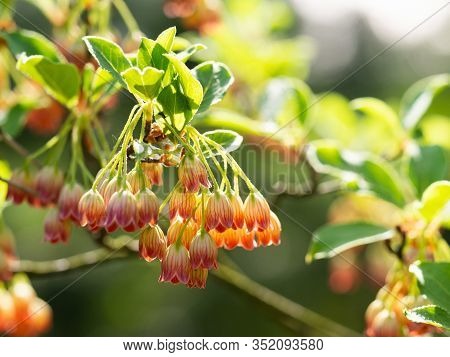 Detail Of Colorful Flowers Of Enkianthus Campanulatus (furin-tsutsuji, Redvein Enkianthus) Shrub Blo