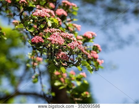 Crataegus Laevigata Tree (paul's Scarlet) Blooming In Spring