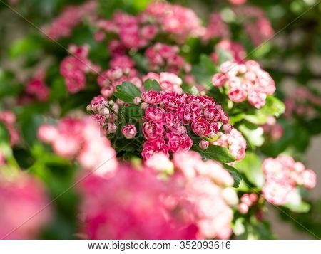 Crataegus Laevigata Tree (paul's Scarlet) Blooming In Spring Background