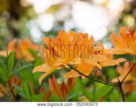 Orange Flowers Of Rhododendron Bush - Azalea,  Blooming In Spring Garden