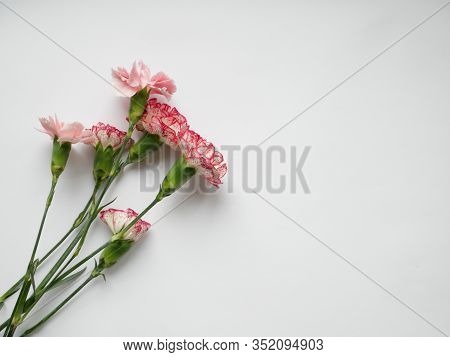 Flowers Solated On White Background. Top View. Copy Space