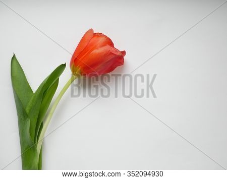 Red Tulip Isolated On White Background. Top View. Copy Space