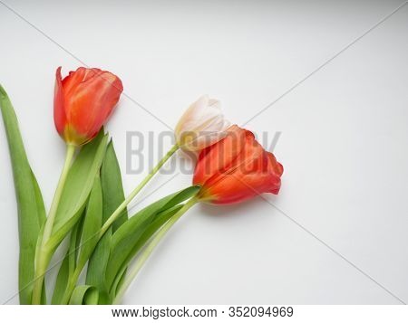 Bouquet Of Tulips With Isolated On White Background. Top View. Copy Space