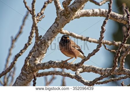 Little Bird Perched On A Branch Tree Branch On A Bright Sunny Day.