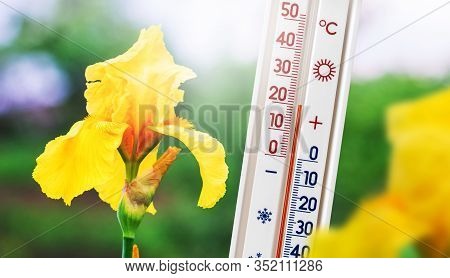 Thermometer, Which Shows The Temperature Plus 20 Degrees, On The Background Of Yellow Irises