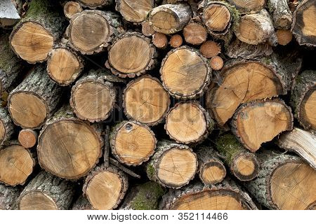 Wooden Wall Of Cutted Oak Wood, Czech Republic