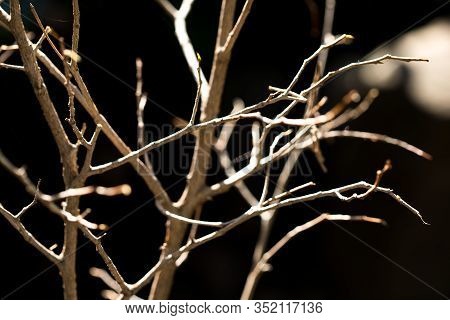 Fresh Pruned Twig With Bud Before Chemical Protection. Farmer In Protective Clothing And Gas Mask Sp