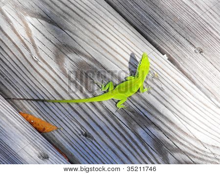 Lagarto Anole verde