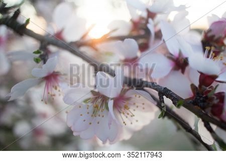 Almond Blossom At Sunset - Pink And White