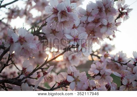 Almond Blossom At Sunset - Pink And White