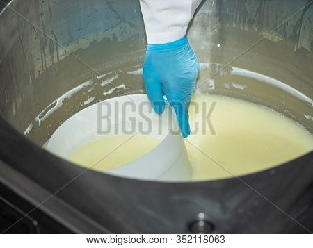 Technologist Knead The Curd In The Workplace. Dairy Industry. The Production Of Cottage Cheese. Part