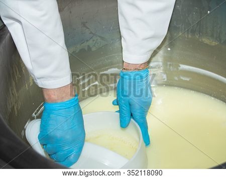 Technologist Knead The Curd In The Workplace. Dairy Industry. The Production Of Cottage Cheese. Part
