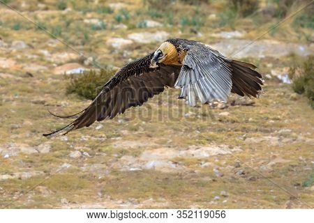 Bearded Vulture (gypaetus Barbatus), Also Known As The Lammergeier (or Lammergeyer) Or Ossifrage, Is
