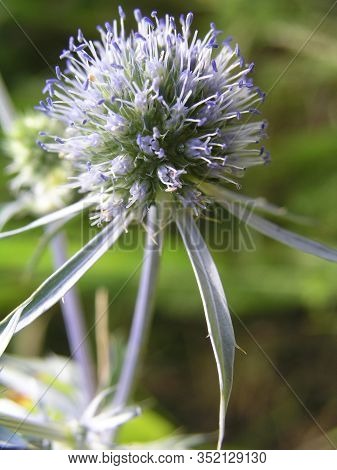Eryngium Planum, Blue Eryngo Or Flat Sea Holly. Healing Herbs. Blue Sea, Violet Holly Healthcare Flo