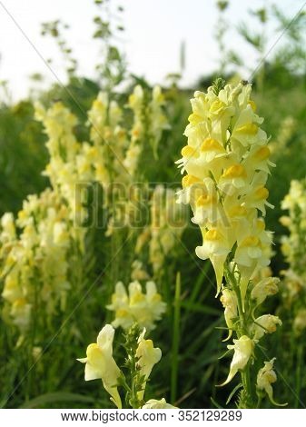 Linaria Vulgaris, Common Toadflax, Yellow Toadflax Or Butter-and-eggs Yellow Flowers On The Field. M