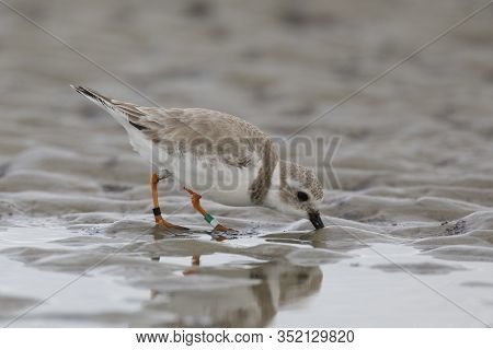 Piping Plover (charadrius Meloda) Foraging On A Beach In Winter - Jekyll Island, Ga