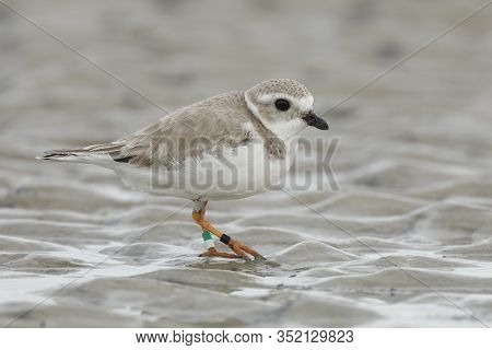 Piping Plover (charadrius Meloda) Foraging On A Beach In Winter - Jekyll Island, Ga