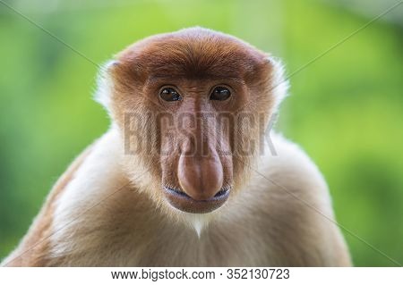 Wild Proboscis Monkey Or Nasalis Larvatus, In Rainforest Of Borneo, Malaysia