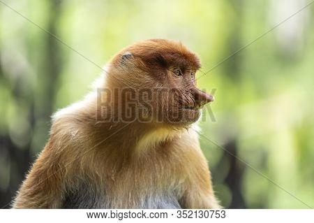 Wild Proboscis Monkey Or Nasalis Larvatus, In Rainforest Of Borneo, Malaysia