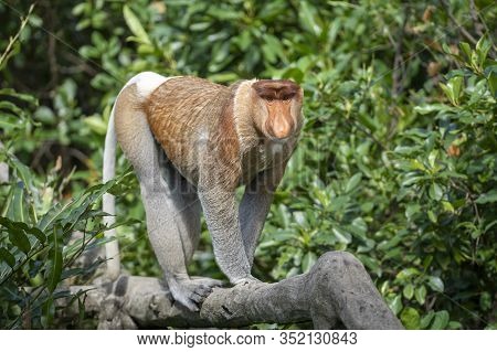 Wild Proboscis Monkey Or Nasalis Larvatus, In Rainforest Of Borneo, Malaysia