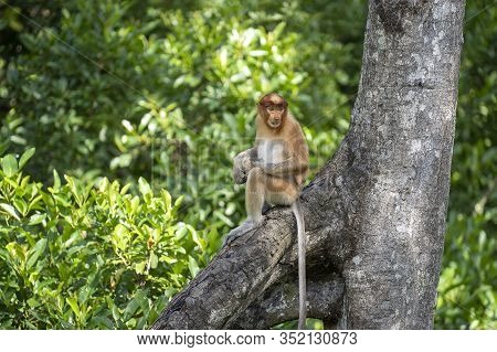 Wild Proboscis Monkey Or Nasalis Larvatus, In Rainforest Of Borneo, Malaysia