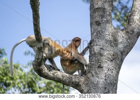 Wild Proboscis Monkey Or Nasalis Larvatus, In Rainforest Of Borneo, Malaysia