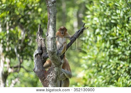 Wild Proboscis Monkey Or Nasalis Larvatus, In Rainforest Of Borneo, Malaysia