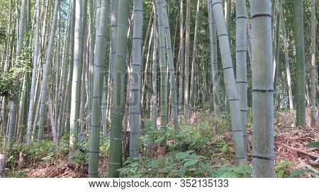 The Bamboo Forest, Or Arashiyama Bamboo Grove Or Sagano Bamboo Forest, Is A Natural Forest Of Bamboo