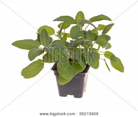 Pieni kasvi musta muovinen ruukku salviaa