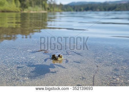View Of Sproat Lake Provincial Park During The Summer Season, Frog In The Lake, Vancouver Island, Bc