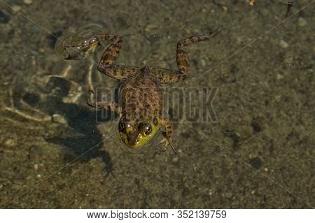 View Of Sproat Lake Provincial Park During The Summer Season, Frog In The Lake, Vancouver Island, Bc