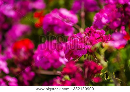 Closeup Of Large Red And Violet Flowers  Of Fee Cerise Polina At The Green Bush. Postcard. Article I