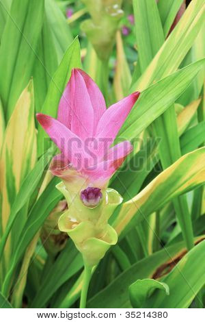 Siam Tulip