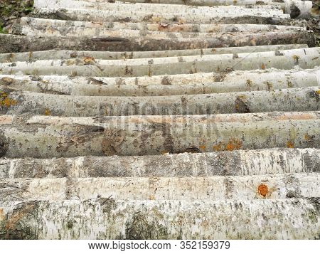 Path From Aspen And Birch Logs In The Forest
