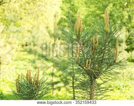 Young Spring Pine Branches In The Forest
