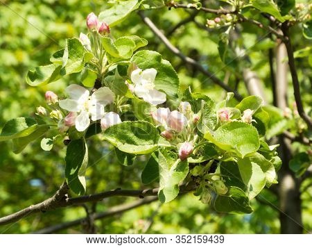 White Pink Flowers Of Apple Trees In Spring In The Park