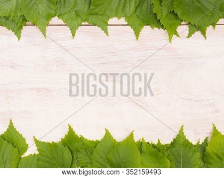 Green Birch Leaves On A White Brown Wooden Background With Copy Space