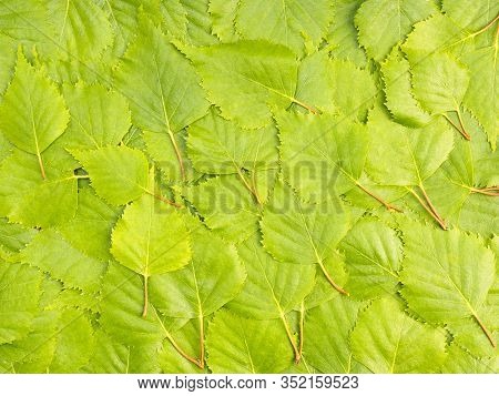 Bright Green Birch Leaves Background. Ecology Concept