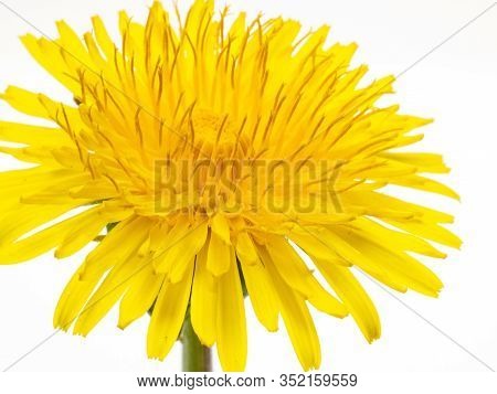 Yellow Dandelion Flowers On White Background. Macro Photo