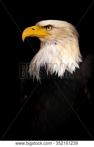 Portrait Bald Eagle, Haliaeetus Leucocephalus, On The Black Background.