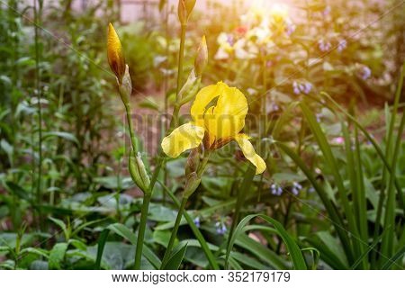 Light Yellow Blooming Irises Xiphium (bulbous Iris, Sibirica) On Green Leaves Ang Grass Background I