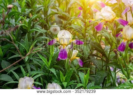 Bright Purple, White, Blue And Violet Blooming Iris Xiphium (bulbous Iris, Sibirica) On Green Leaves