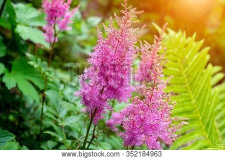 Bright Colorful Pink Blooming Astilbe Arendsii Fanal Flowers With Green Leaves In Garden In Spring A