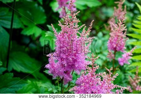 Bright Colorful Pink Blooming Astilbe Arendsii Fanal Flowers With Green Leaves In Garden In Spring A
